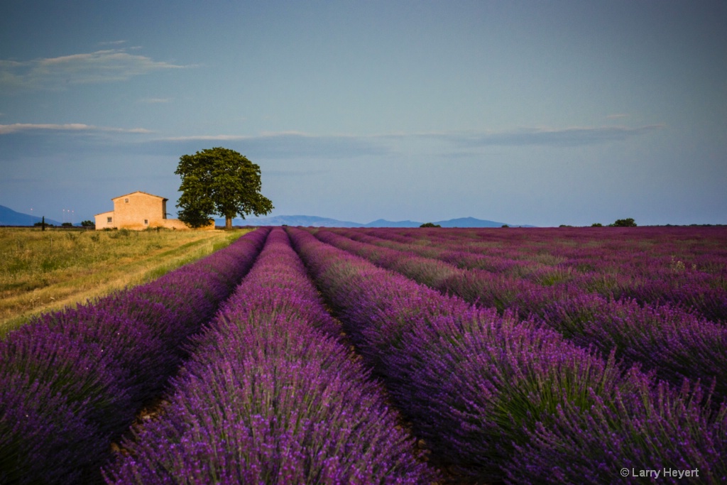 Lavender Field in Provence - ID: 15186686 © Larry Heyert