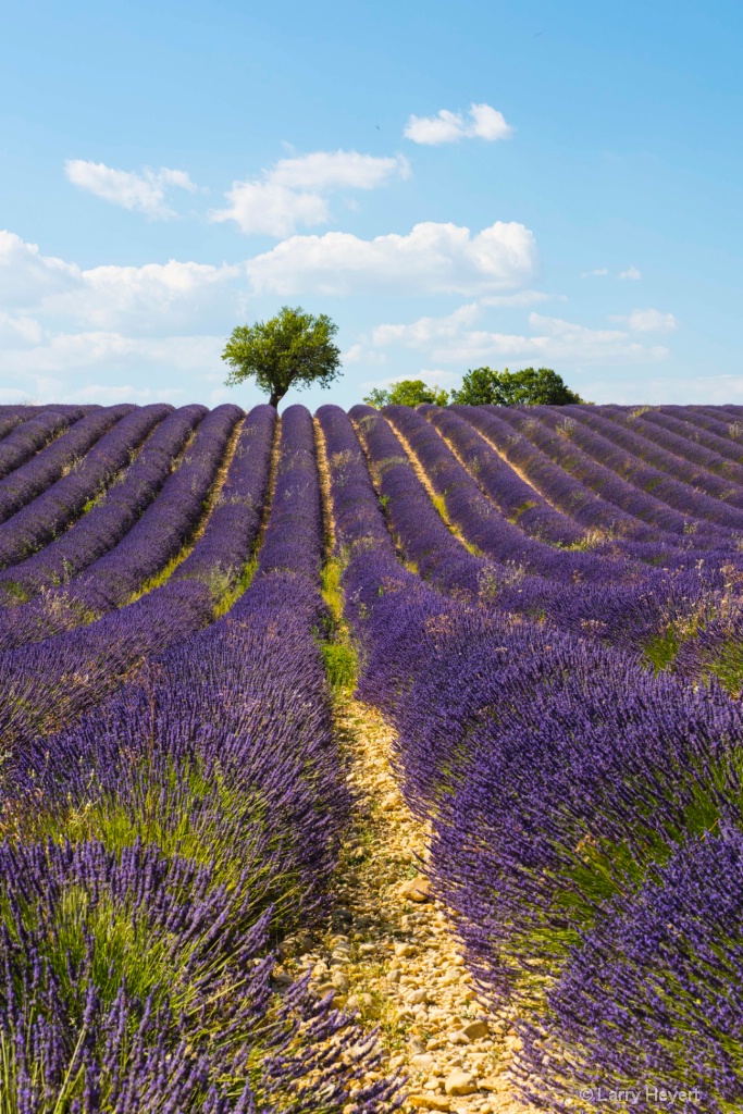 Lavender Field in Provence - ID: 15186693 © Larry Heyert