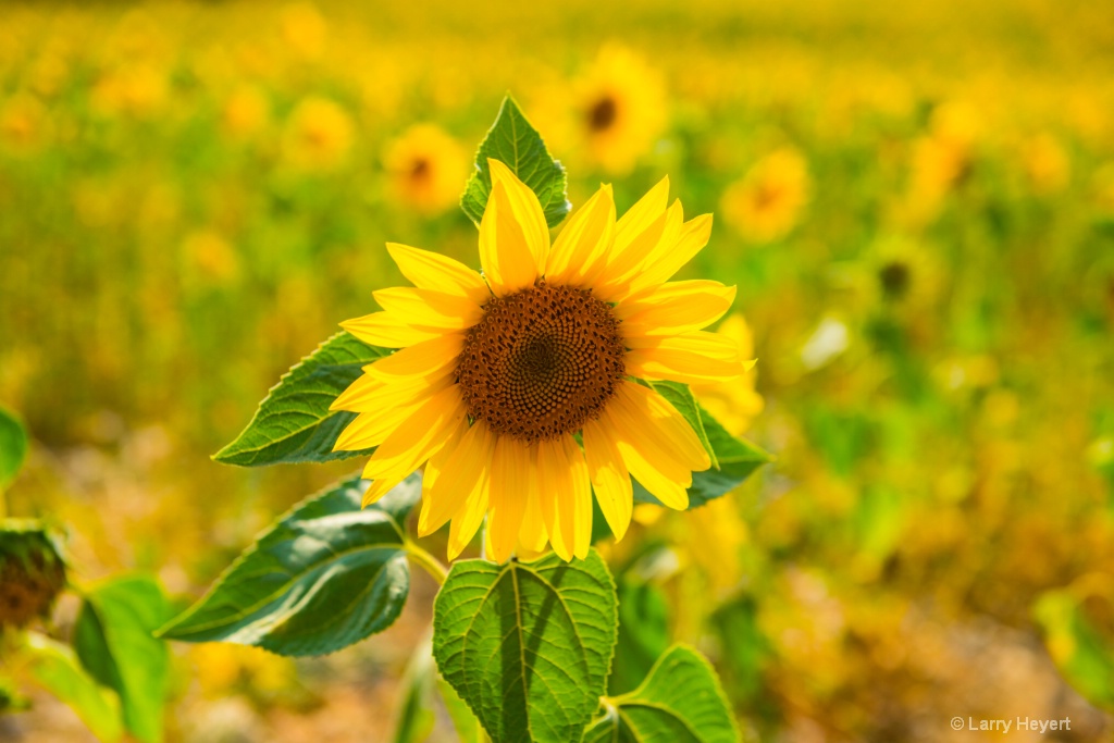 Sunflower in Provence - ID: 15186694 © Larry Heyert