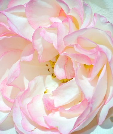 white / pink rose