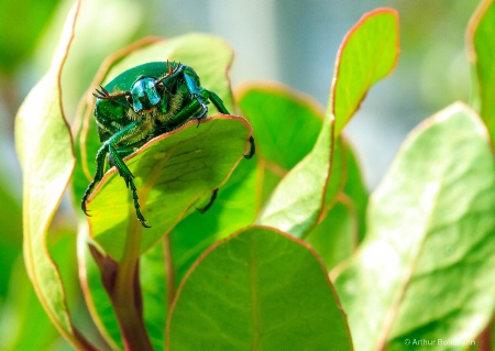 Green Morning