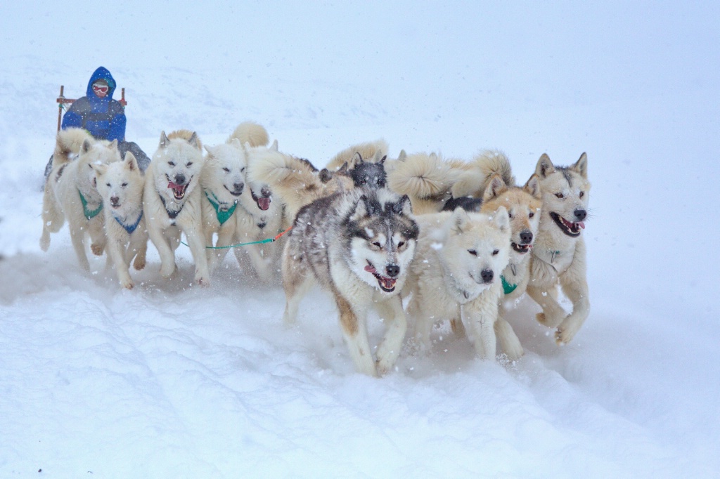 Greenland dog sled