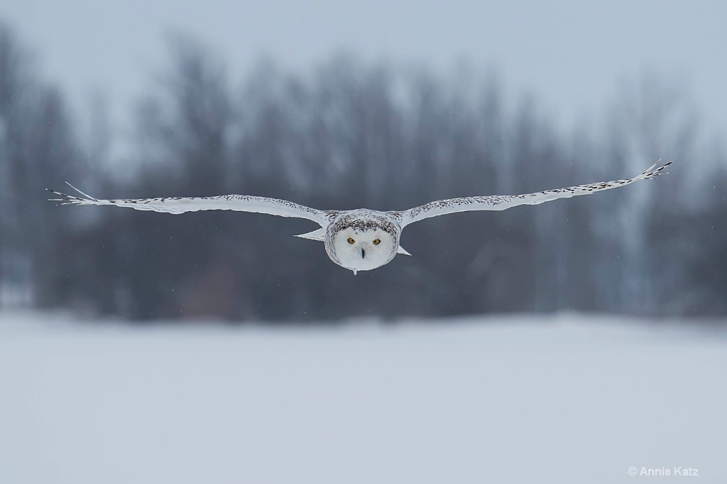 Snow Bird.JPG - ID: 15187011 © Annie Katz