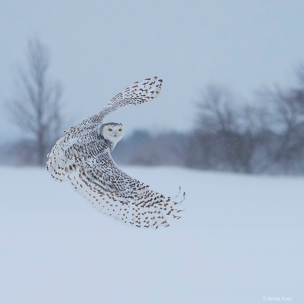 Snowy Bird.JPG - ID: 15187013 © Annie Katz