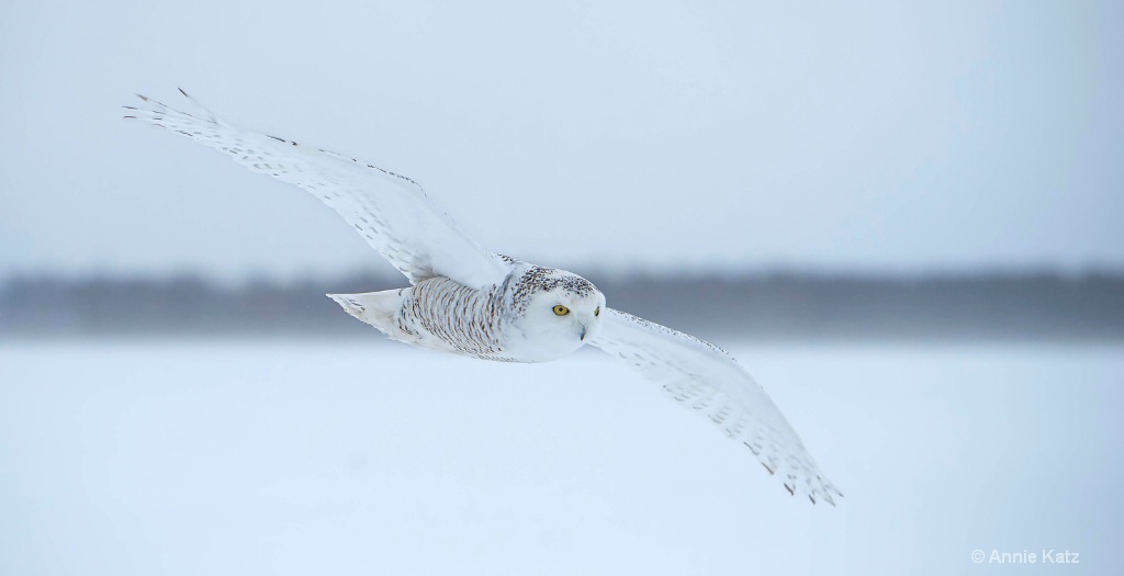 Snowy Flight.JPG - ID: 15187014 © Annie Katz