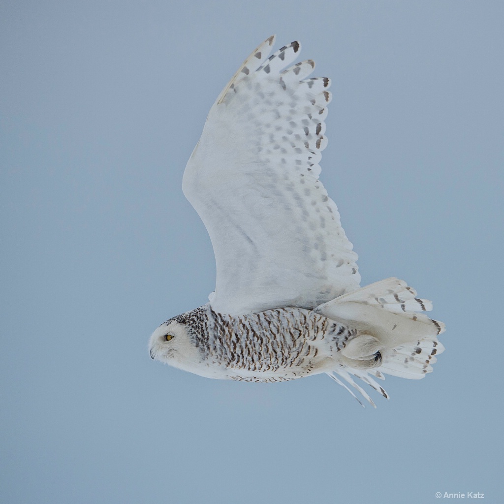 Snowy in Flight.JPG - ID: 15187015 © Annie Katz