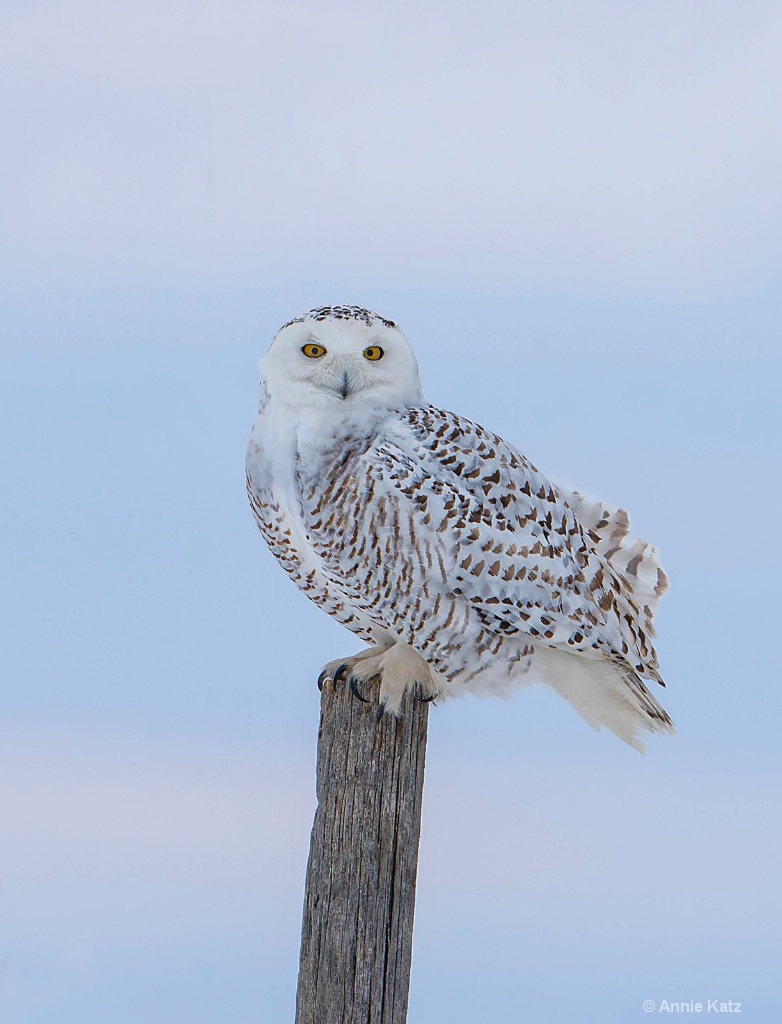 Snowy Owl Beauty.JPG - ID: 15187017 © Annie Katz