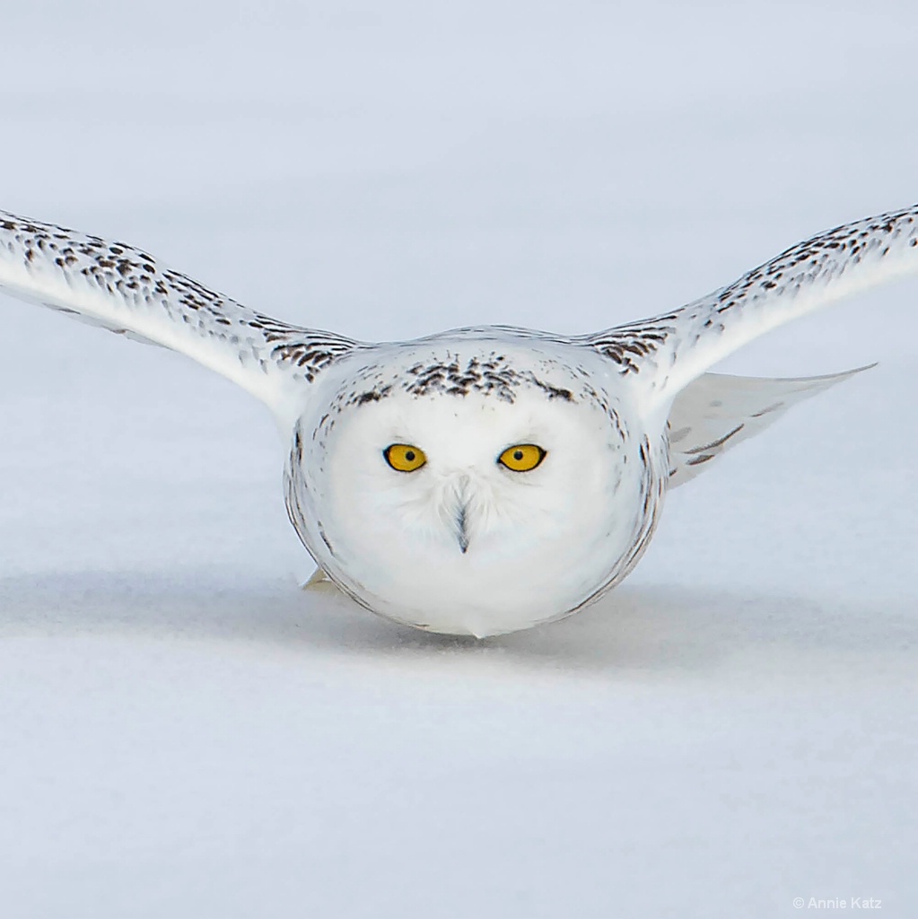 Snowy Owl Face.JPG - ID: 15187018 © Annie Katz