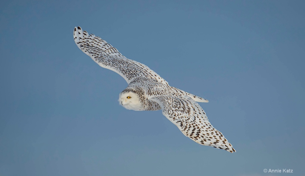 Snowy Owl in Flight.JPG - ID: 15187019 © Annie Katz