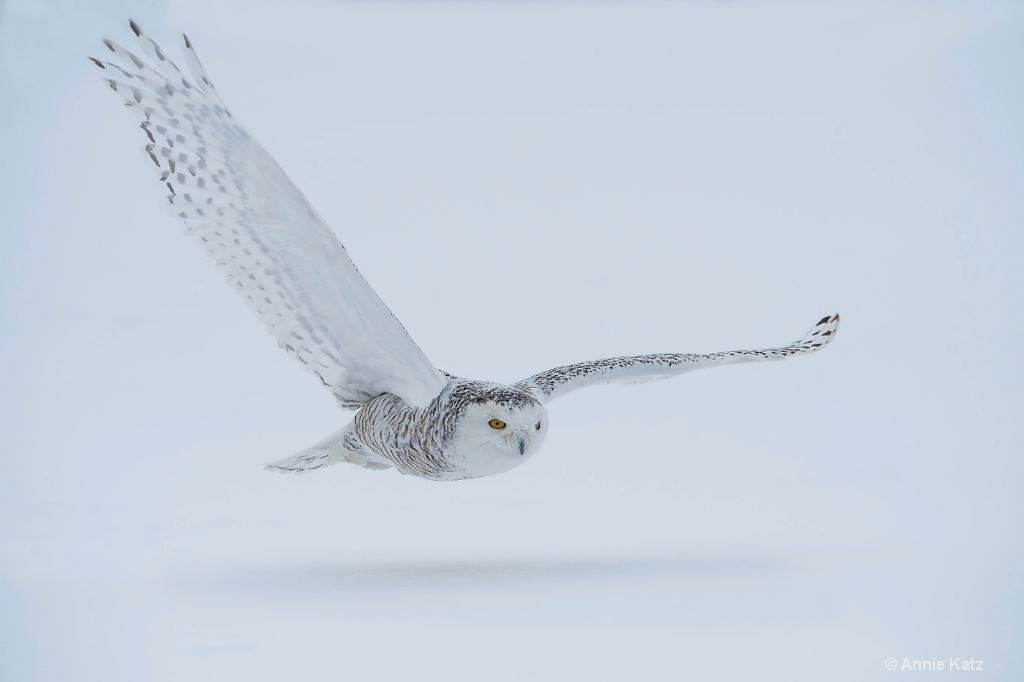Snowy Owl in Snowstorm.JPG - ID: 15187020 © Annie Katz