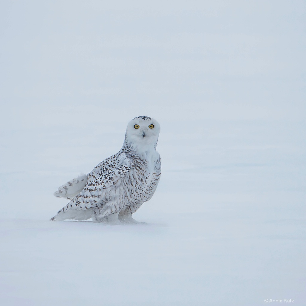 Snowy Owl in Storm.JPG - ID: 15187021 © Annie Katz