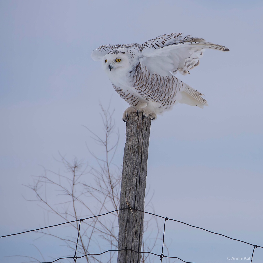 Snowy Owl on Fence Post.JPG - ID: 15187022 © Annie Katz