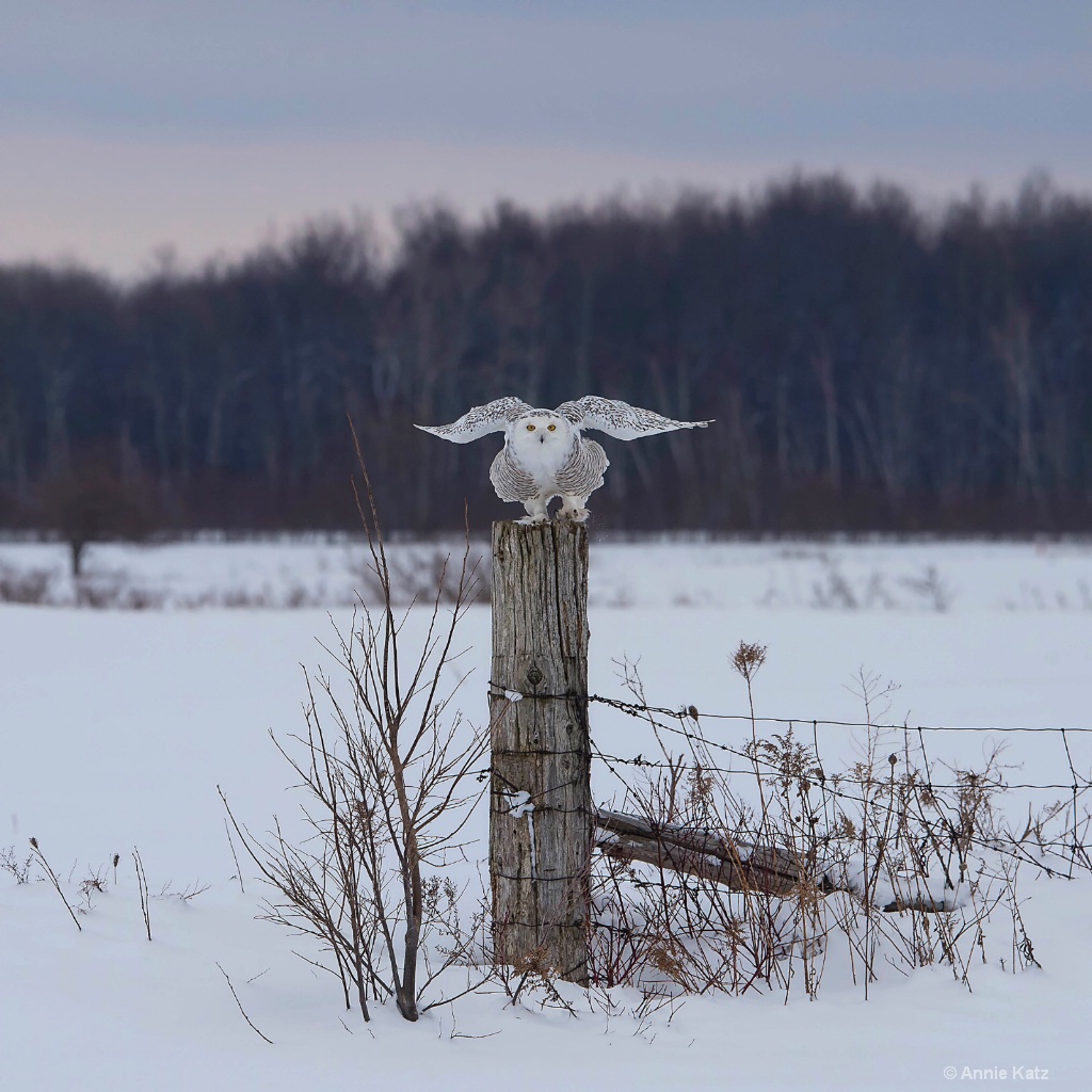 Snowy Owl on Post.JPG - ID: 15187023 © Annie Katz