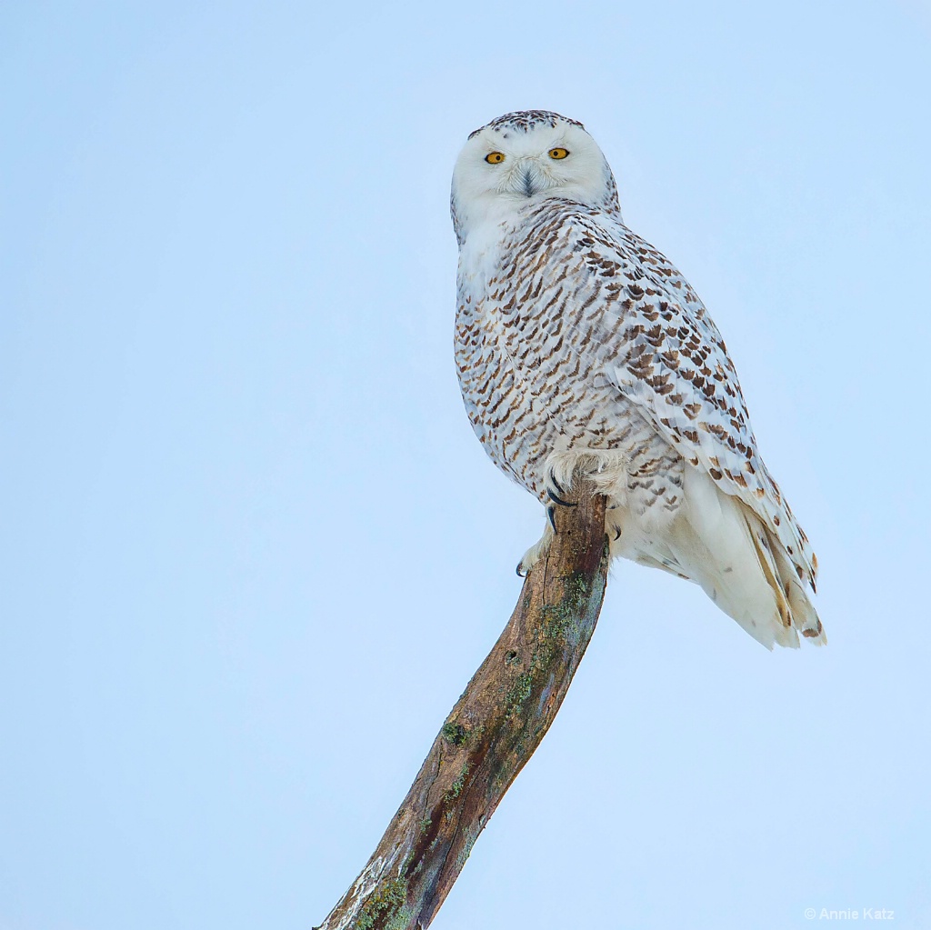 Snowy Owl on Tree Limb.JPG - ID: 15187024 © Annie Katz