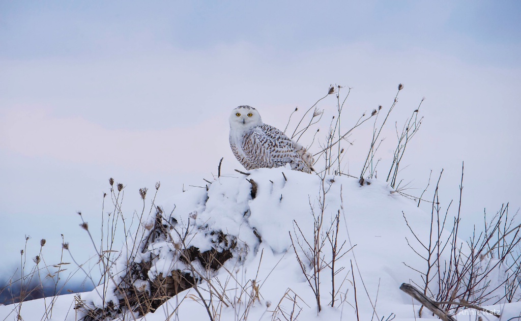Snowy Owl.JPG - ID: 15187025 © Annie Katz