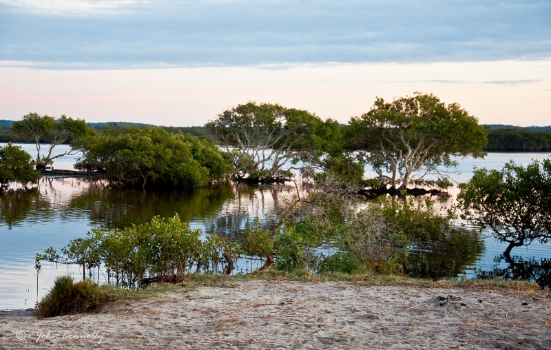 Mangroves at Sunrise