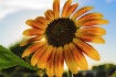 True Sunflower
