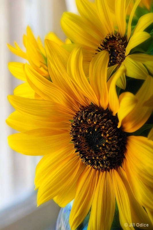 Sunflowers in the Window