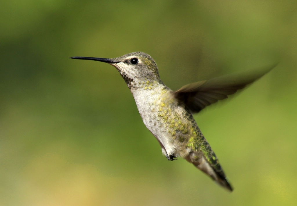 Hovering Hummer