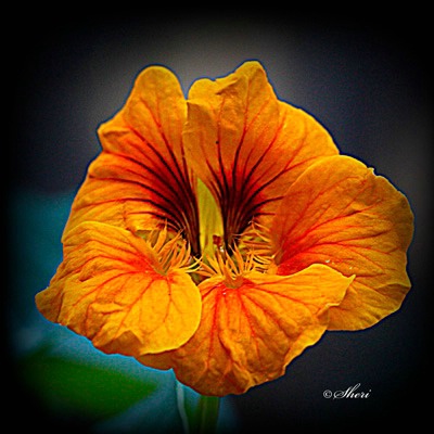 Nasturtium Flower - ID: 15188003 © Sheri Camarda