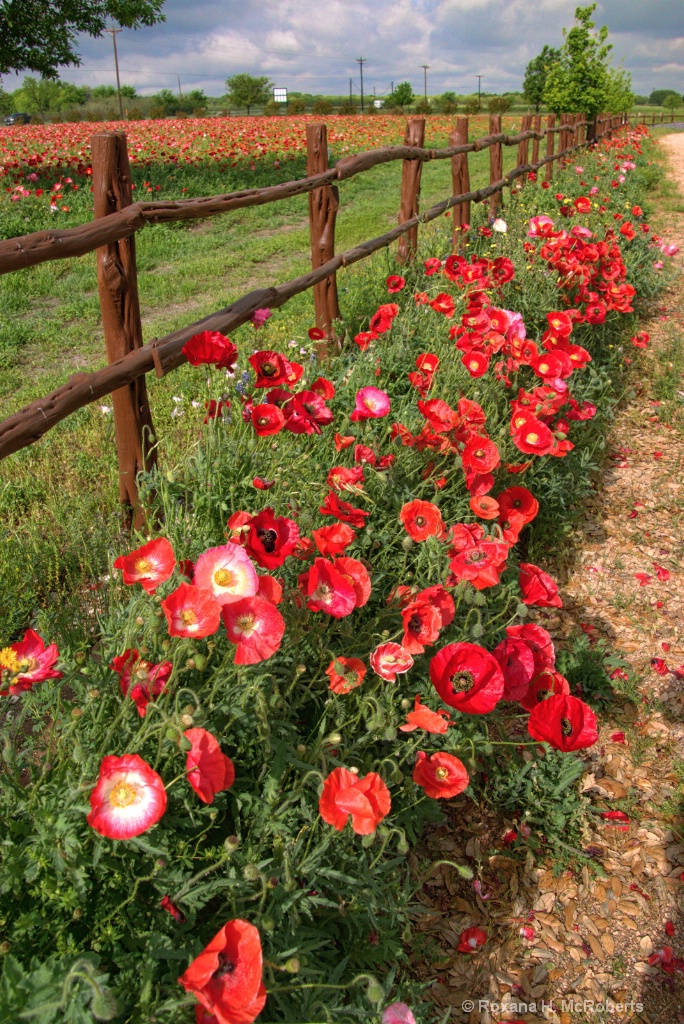 Spring in Texas