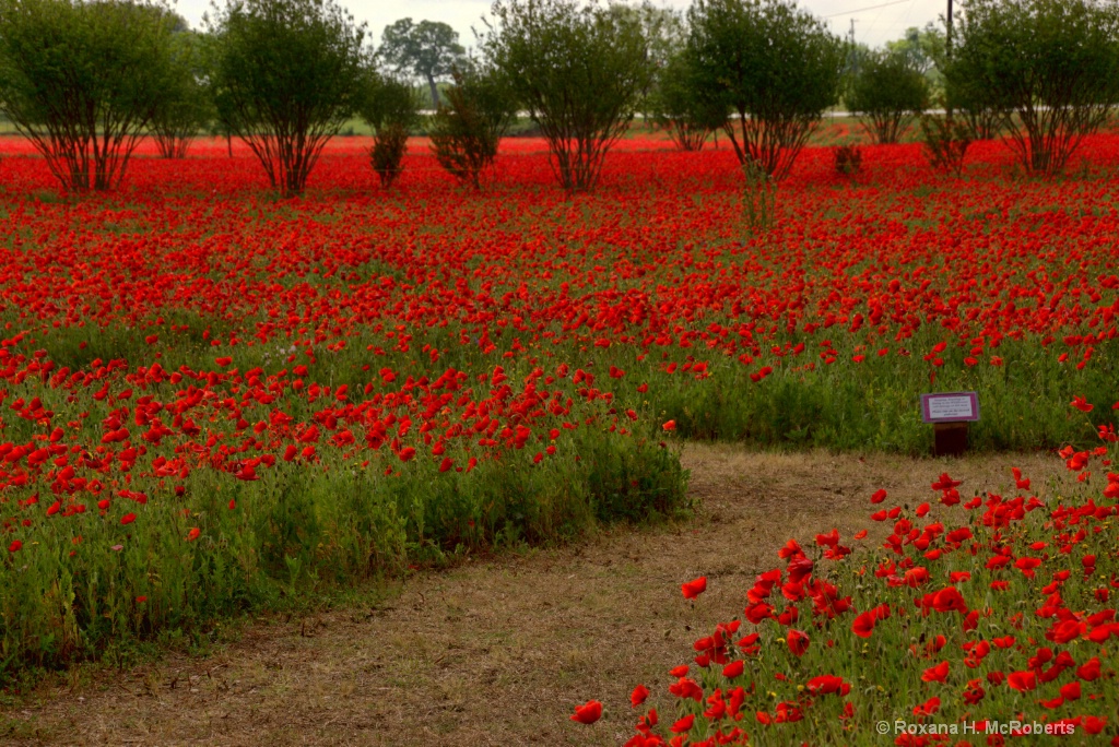 Red Poppies