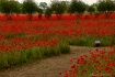 Red Poppies