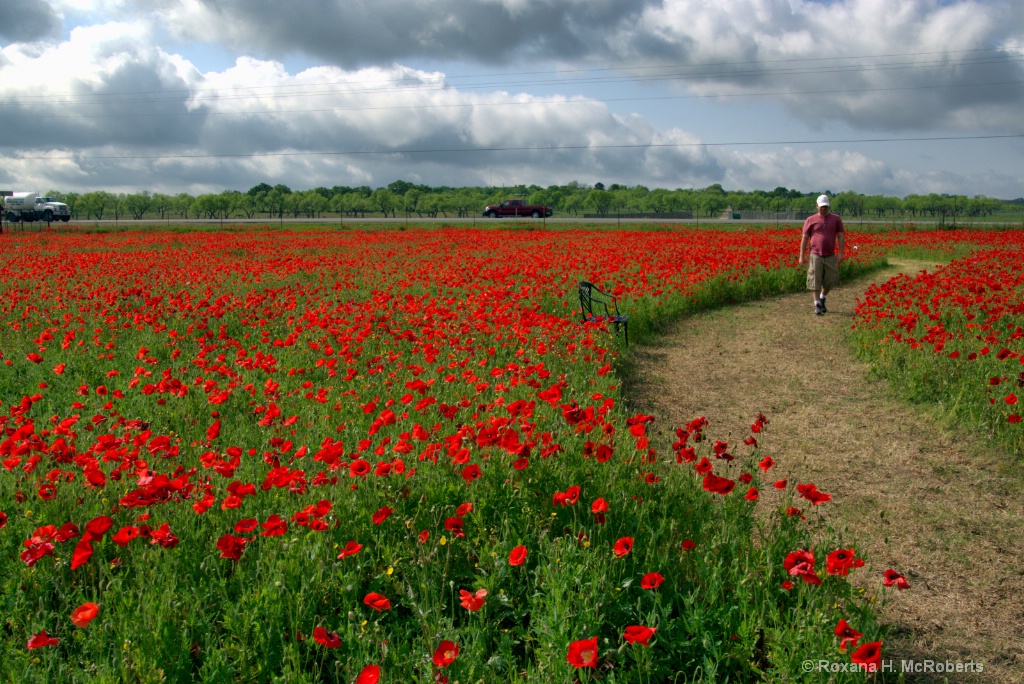 Sea of Red Poppies