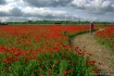 Sea of Red Poppie...