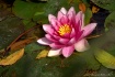 Water Lily