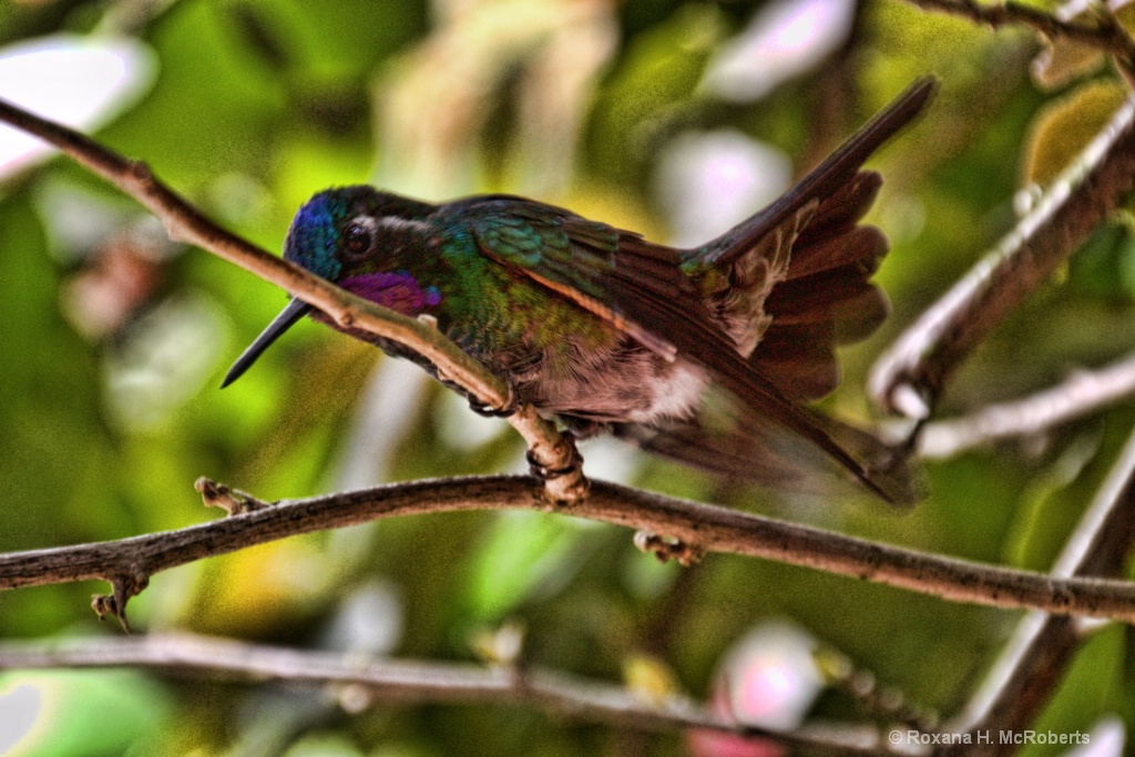 Hummingbird