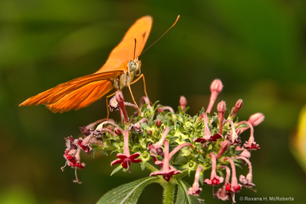 Butterfly