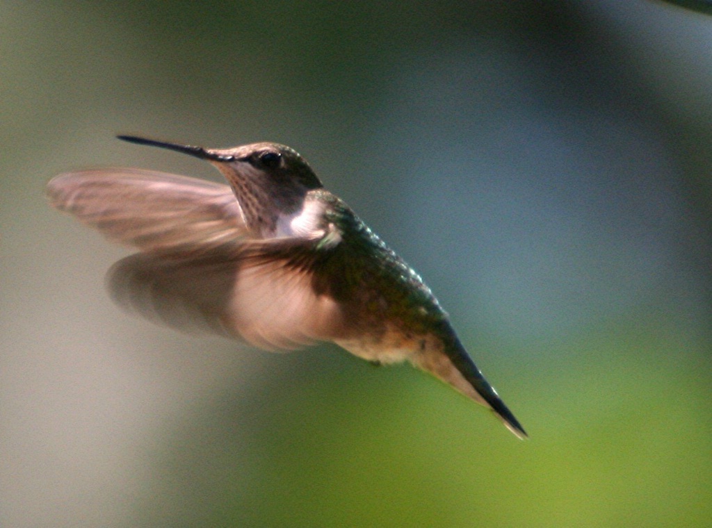 Ruby Throated Hummingbird