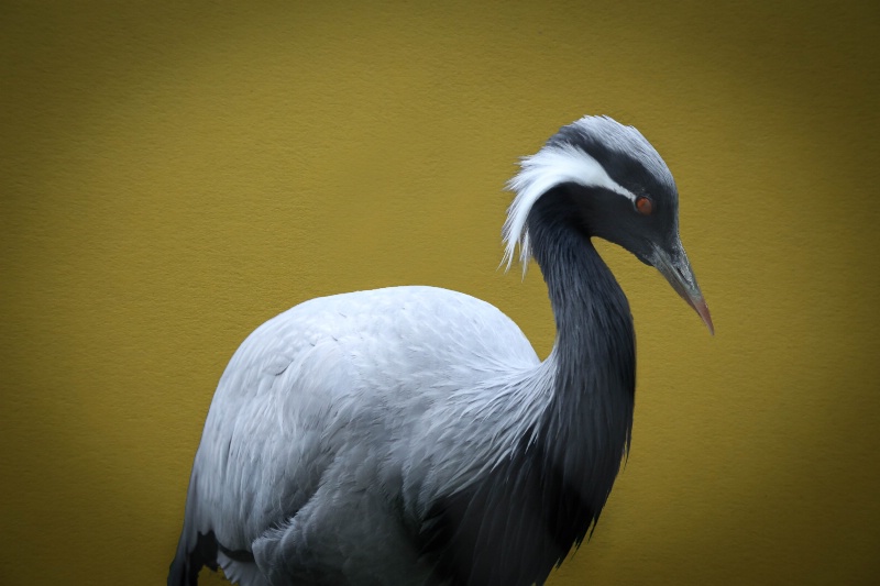 Demoiselle crane