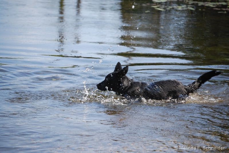 Little Swimmer