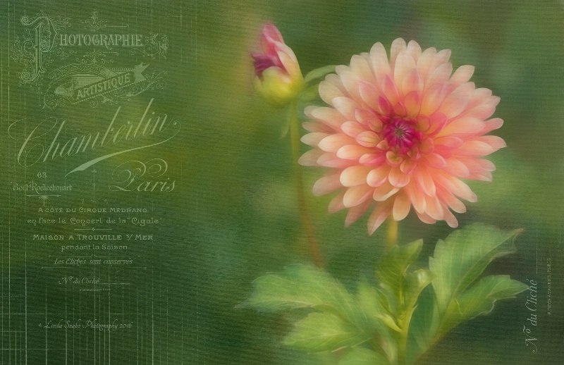 The French Garden Dahlia