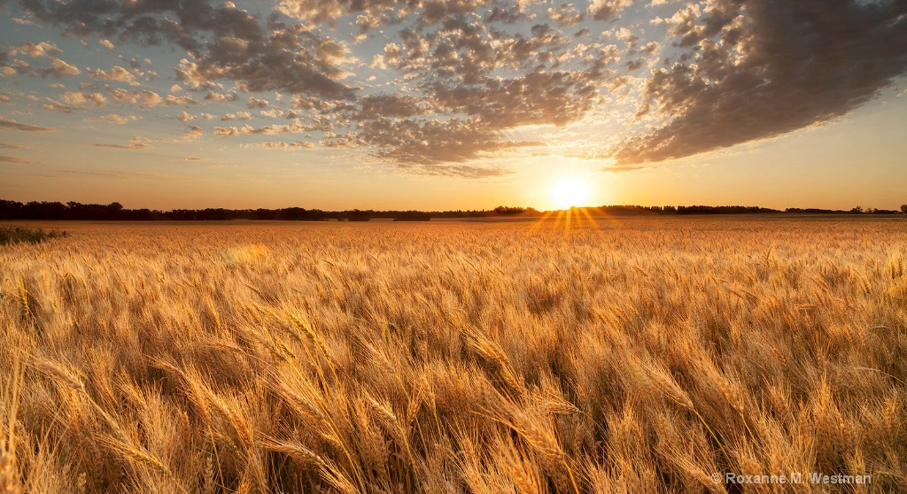 North Dakota ripened wheat field at sunset