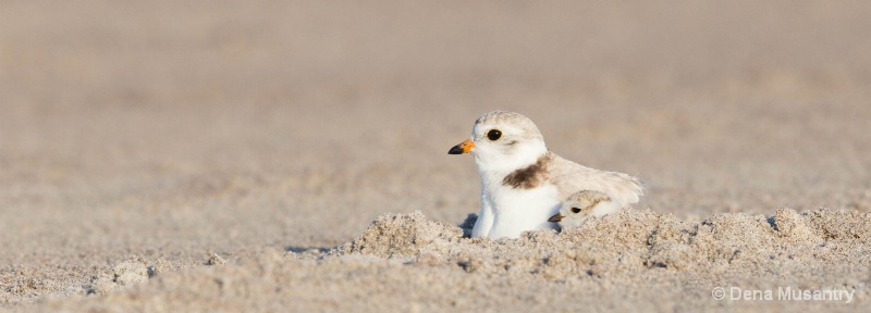 Plover Mommy & Chick