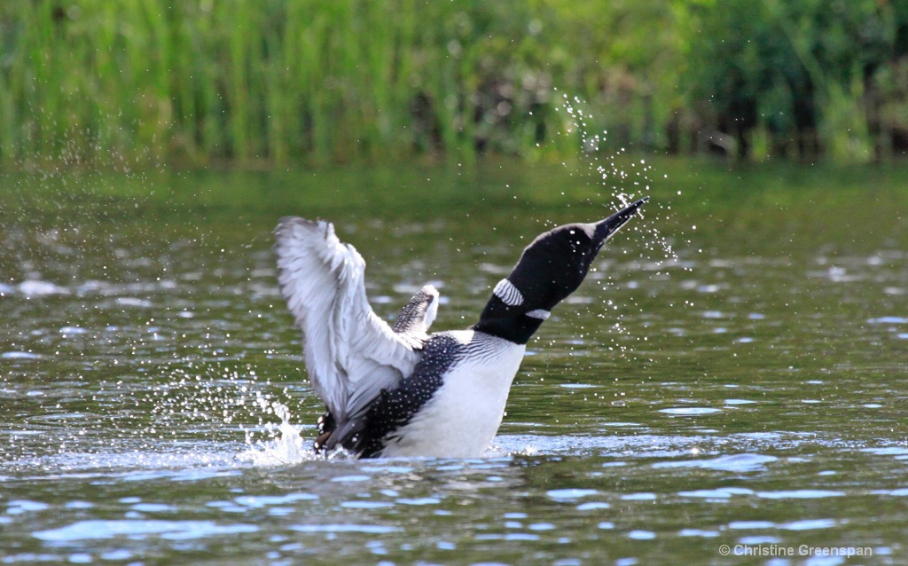 Loon Display