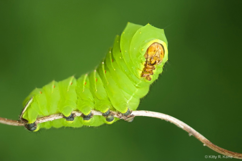 Polyphemus Moth Caterpillar Pretending to Be a Lea