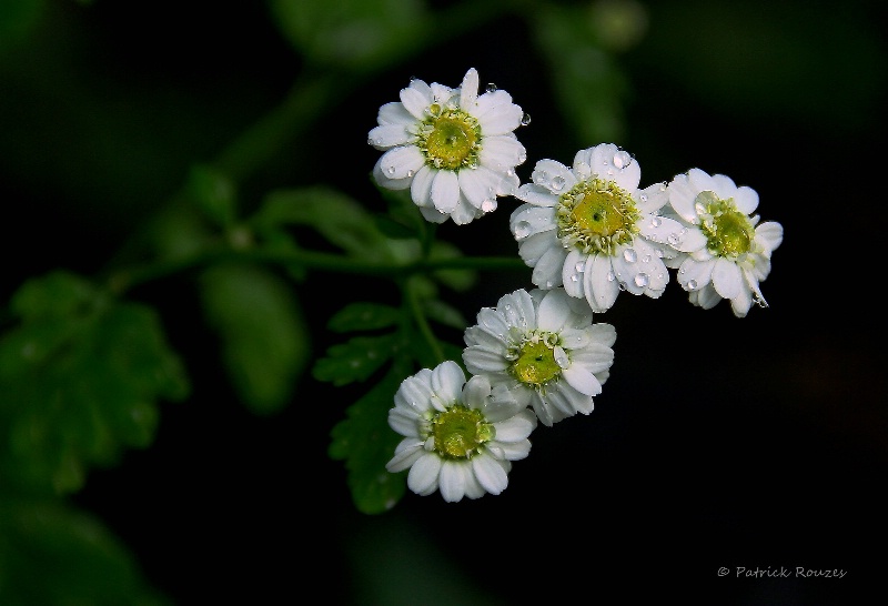 Feverfew