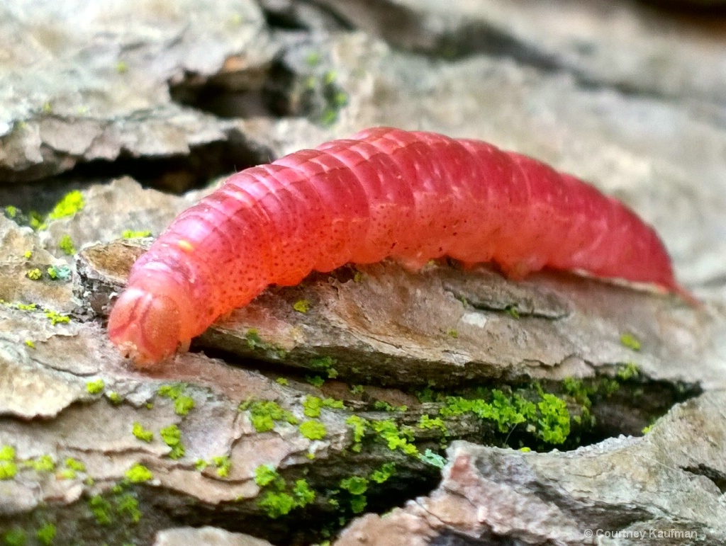 Mr.Red Caterpillar 