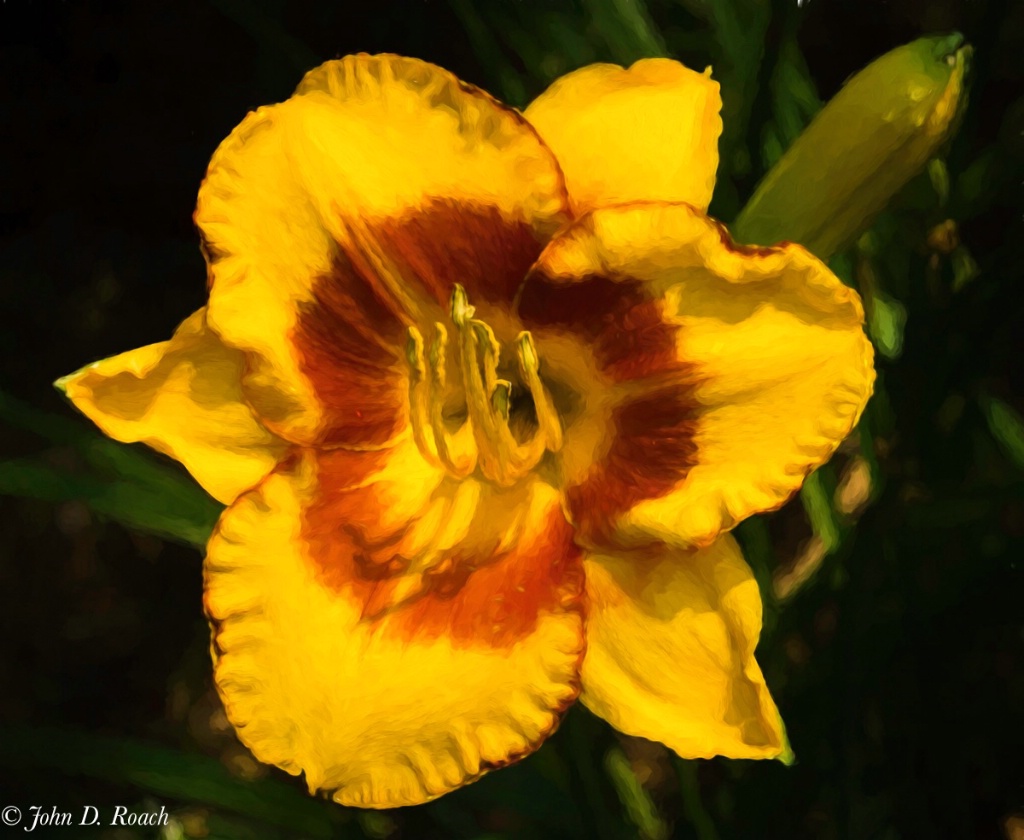 Painterly Day Lily