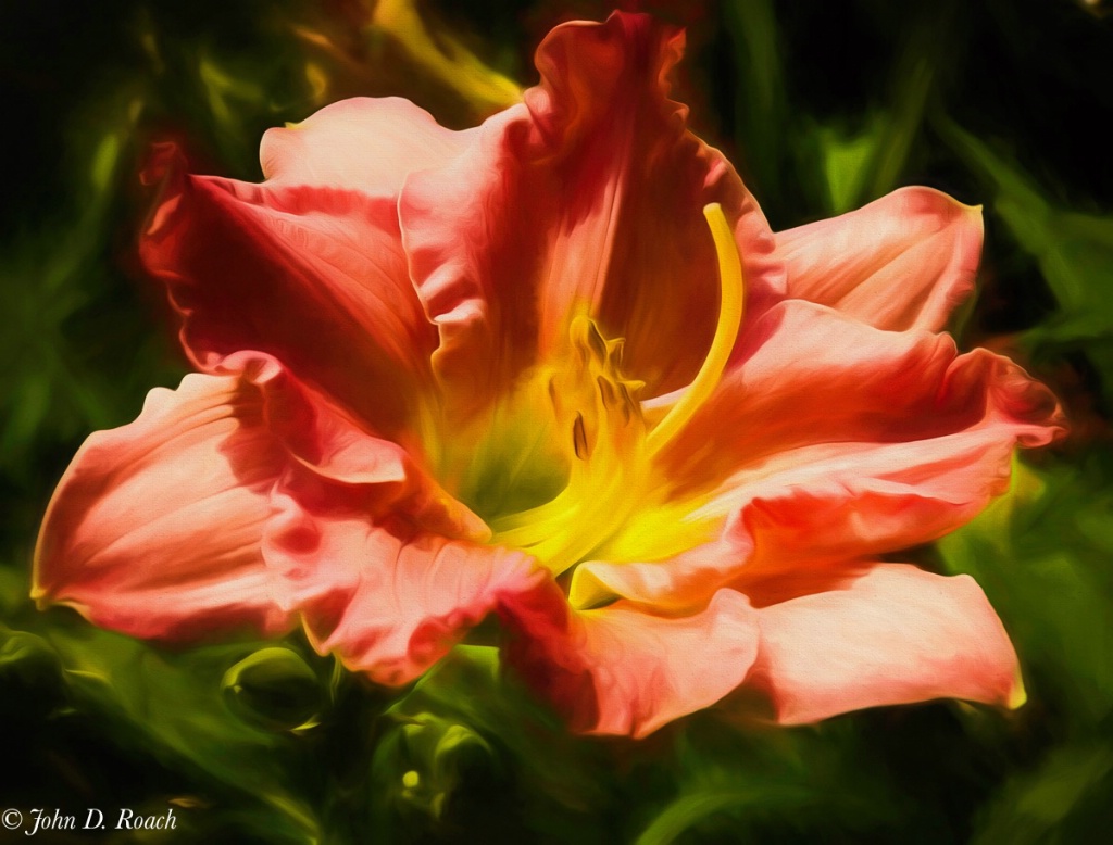 Painted Day Lily