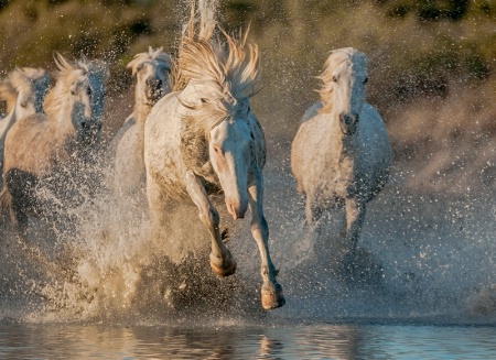 Wild Horses, wild race