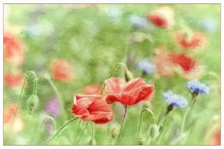 poppies