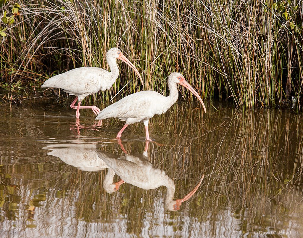 White Ibis