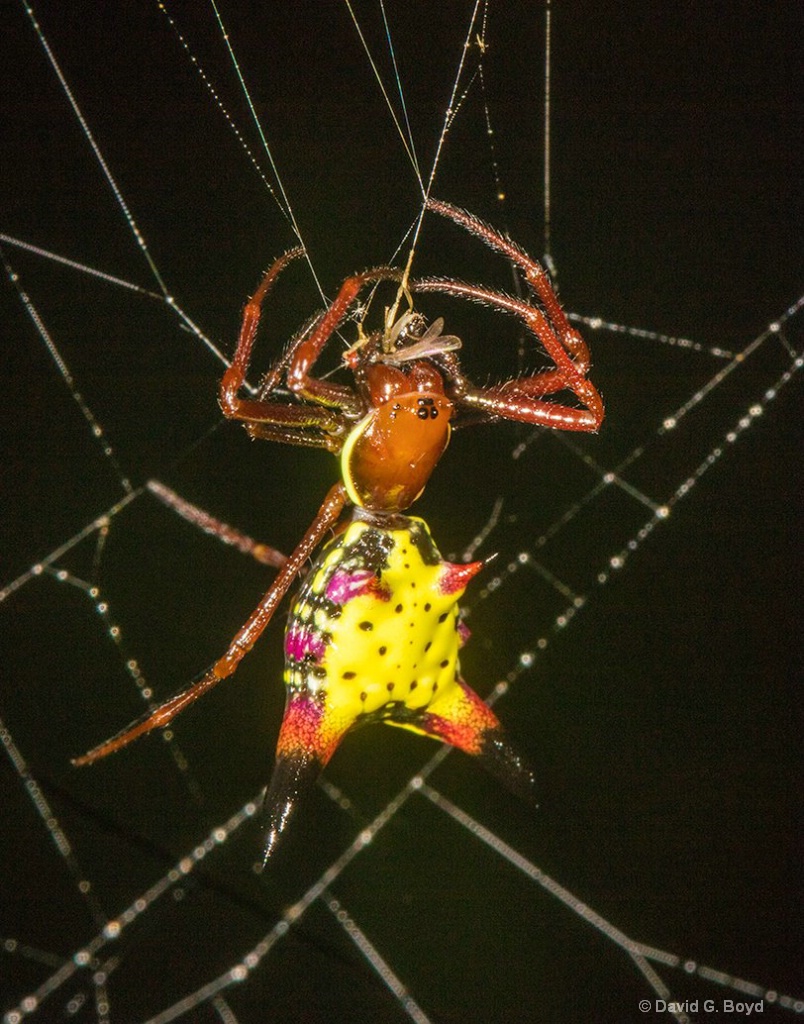 Arrowhead Spider - ID: 15189598 © David G. Boyd