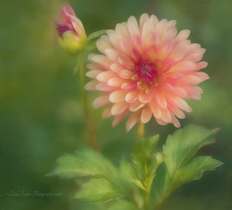 Creamsicle Dahlia