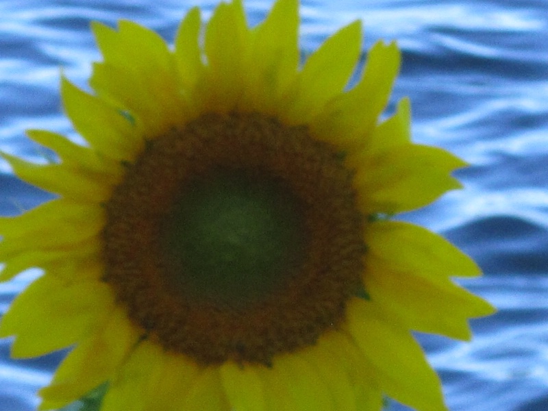 beautiful sunflower